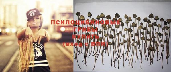 сатива Аркадак
